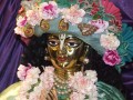 Gaura Purnima w Nowym Szantipur 2008