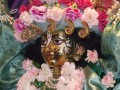 Gaura Purnima w Nowym Szantipur 2008