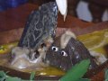 Govardhana Puja 2010 w Nowym Shantipur