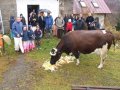 Govardhana Puja 2010 w Nowym Shantipur