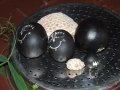 Rocznica pojawienia si� Pana Balaramy w Nowym Szantipur