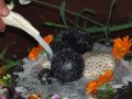 Rocznica pojawienia si� Pana Balaramy w Nowym Szantipur
