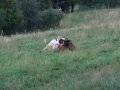 Rocznica pojawienia si� Pana Balaramy w Nowym Szantipur