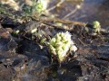 Pojawienia si� �riwasa Thakura