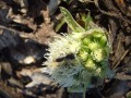 Pojawienia si� �riwasa Thakura