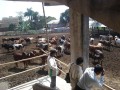 Mayapur Dham Cz. II